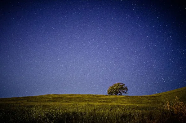 Albero solitario sul campo a cielo aperto e stelle di notte — Foto Stock