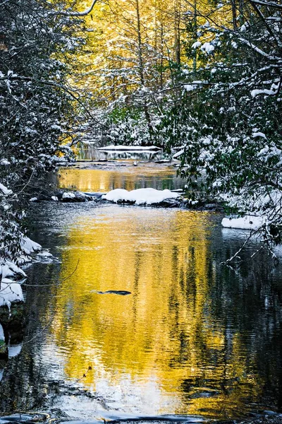 Södra fjällbäck i winter woods — Stockfoto