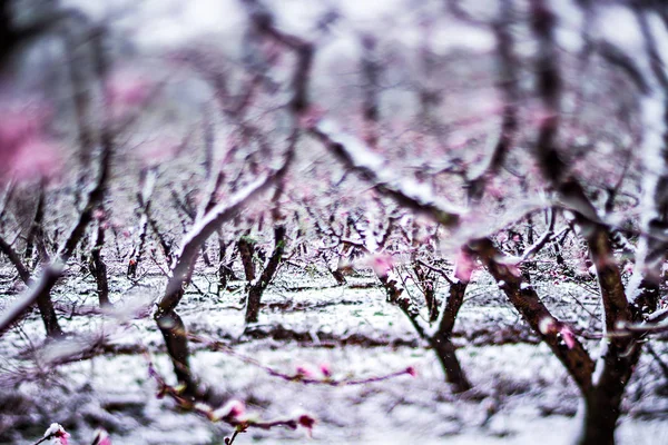 Pfirsichbaumfarm im Frühlingsschnee mit Blüten — Stockfoto