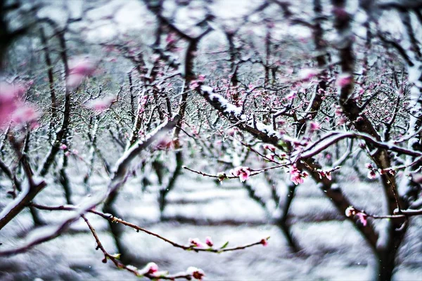 Peach tree farm tijdens Lente sneeuw met bloesem — Stockfoto
