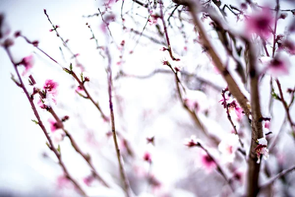 Persika träd gård under våren snö med blommor — Stockfoto