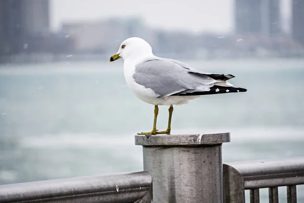 Seagulls on posts around the coastal usa scenes — Stock Photo, Image