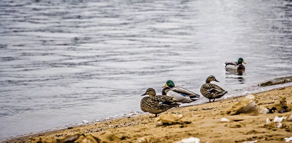 Damm eller sjö vatten foul ankor och fåglar — Stockfoto