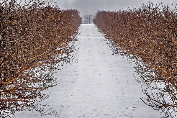 Alberi stradali e fattorie nel Michigan durante l'inverno — Foto Stock