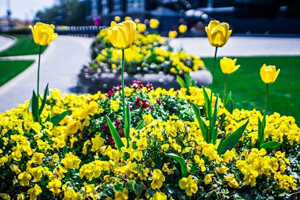 Lente bloemen in charlotte north carolina en bloeiende planten — Stockfoto