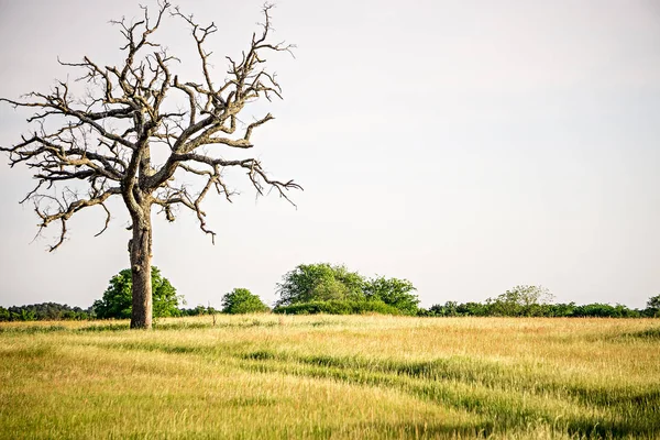 Alter toter Baum auf dem Bauernhof am frühen Morgen — Stockfoto