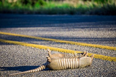 Road kill armadillo yolda 