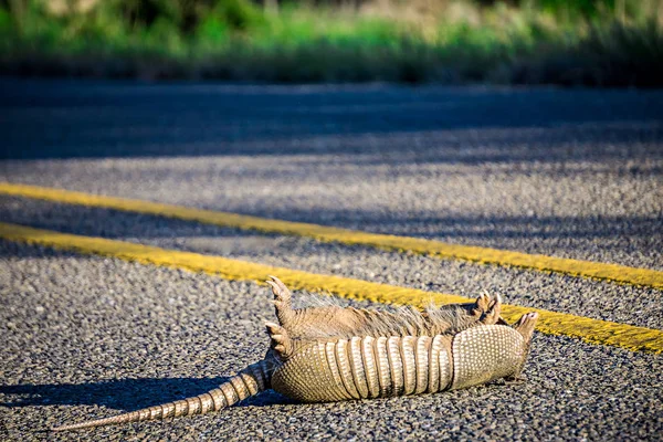 Road kill bältdjur på väg — Stockfoto