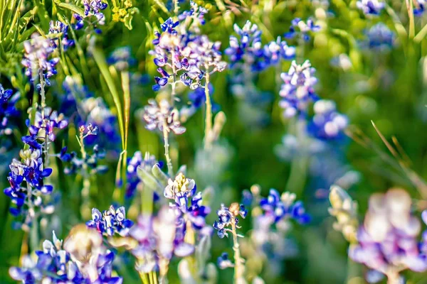 Lavendel lila blomma blommar på sidogata i texas i solnedgången — Stockfoto