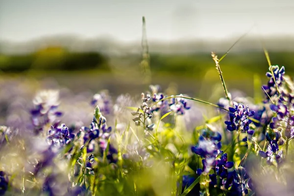 Flor roxa de lavanda florescendo na estrada lateral no Texas ao pôr do sol — Fotografia de Stock