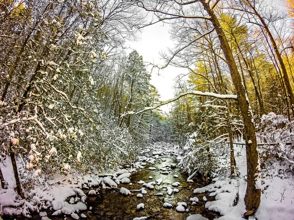 Südlicher Gebirgsbach im Winterwald — Stockfoto