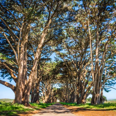 cypres tree tunnel at point reyes  national seashore clipart