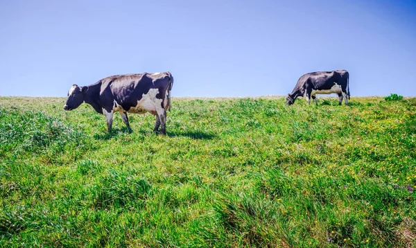 Cows on pasture at point reyes nashinal seashore california — Stock Photo, Image