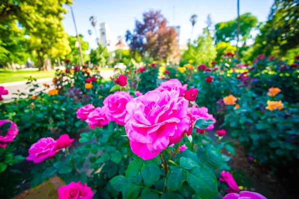 カリフォルニア州サクラメントのバラの庭の植物 — ストック写真