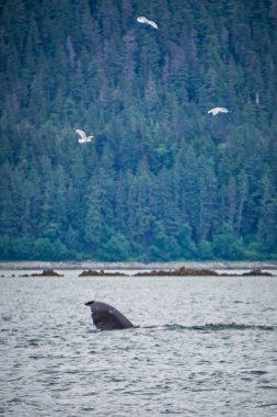balina favori kanal Alaska izliyor