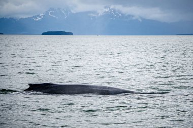 humpack whale hunting on mud bay alaska  clipart