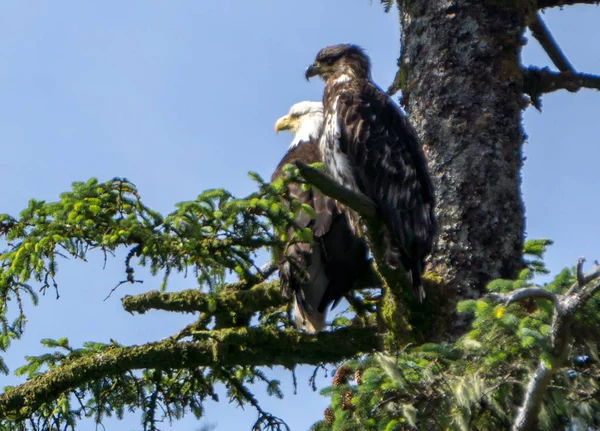 Aquila calva americana e il suo bambino seduto su un ramo d'albero — Foto Stock