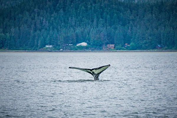 Observation des baleines sur la chaîne préférée Alaska — Photo