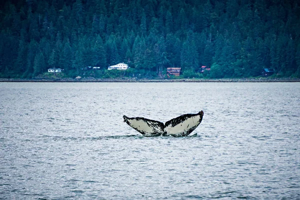 Avistamiento de ballenas en canal favorito Alaska — Foto de Stock