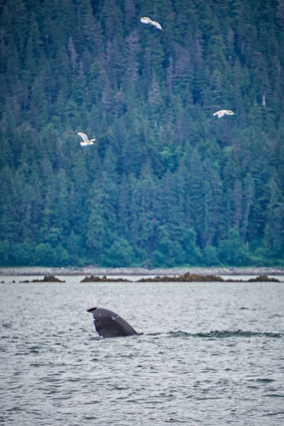 Walbeobachtung auf Lieblingskanal alaska — Stockfoto