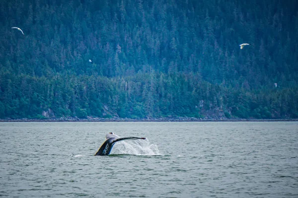 Walbeobachtung auf Lieblingskanal alaska — Stockfoto