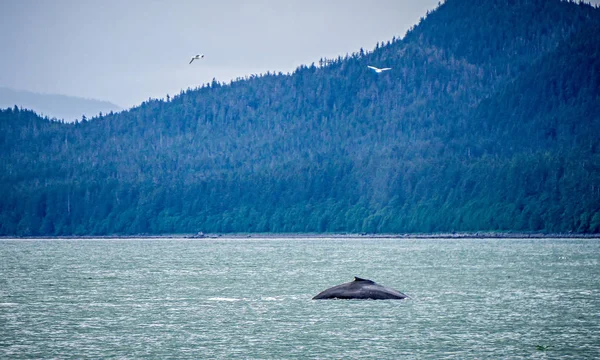 Observation des baleines sur la chaîne préférée Alaska — Photo