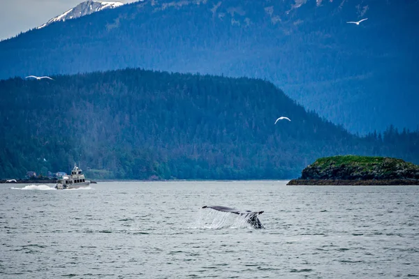 Walbeobachtung auf Lieblingskanal alaska — Stockfoto