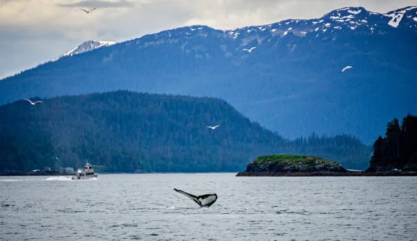 Avistamiento de ballenas en canal favorito Alaska — Foto de Stock