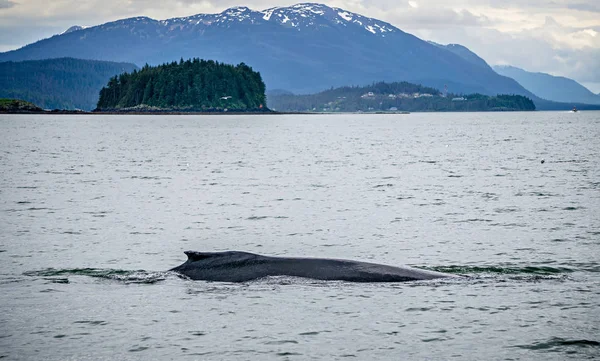 Humpack китов охота на грязевой залив Аляска — стоковое фото