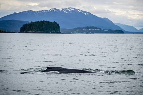 Humpack caza de ballenas en la bahía de barro Alaska — Foto de Stock