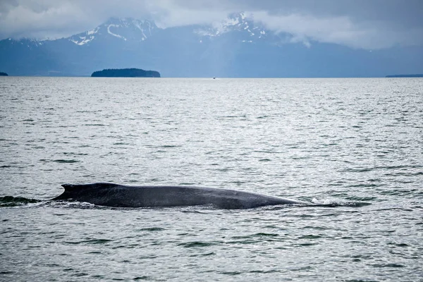 Humpack whale hunting on mud bay alaska — Stock Photo, Image