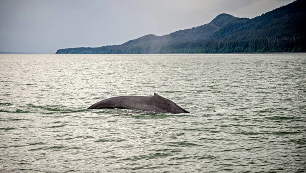 Whale watching op favoriete kanaal Alaska — Stockfoto
