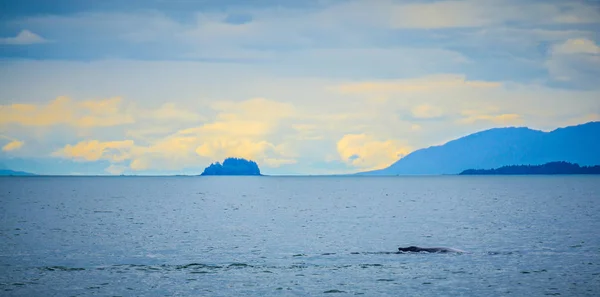Avistamiento de ballenas en canal favorito Alaska — Foto de Stock