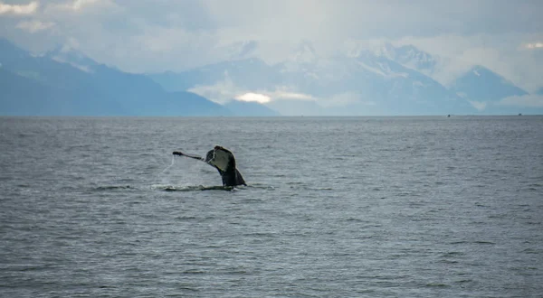 Humpack caza de ballenas en la bahía de barro Alaska —  Fotos de Stock