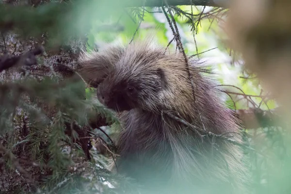 Jeżozwierz na drzewie w juneau alaska — Zdjęcie stockowe