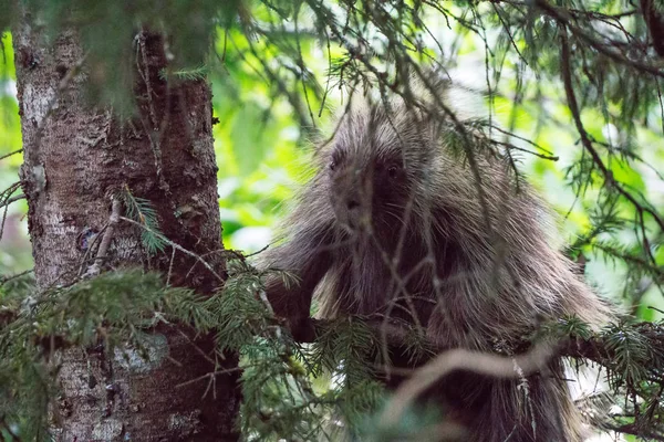 Porcupine på ett träd i juneau alaska — Stockfoto