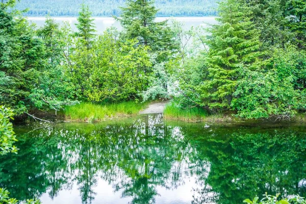 Rośliny i kwiaty w pobliżu mendenhall glacier w alaska — Zdjęcie stockowe