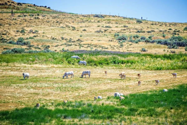 Ανατολική Ουάσιγκτον κράτος τοπίων και βοσκοτόπια ηλιόλουστη ημέρα — Φωτογραφία Αρχείου