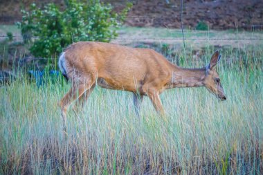 alanda Montana kırmızı geyik Doe otlatma