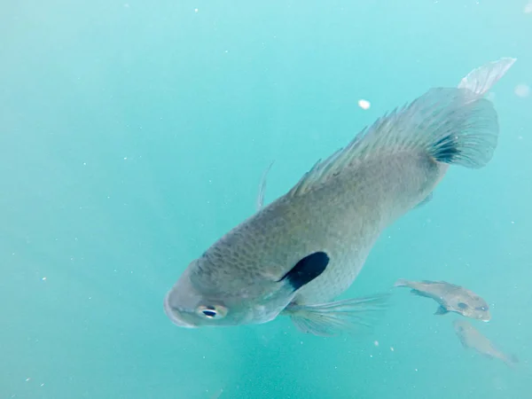 Peixe tipo de peixe nadando em torno de águas azuis — Fotografia de Stock