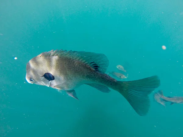 Peixe tipo de peixe nadando em torno de águas azuis — Fotografia de Stock