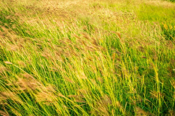 Gräs fält landskap upplyst av sunset — Stockfoto
