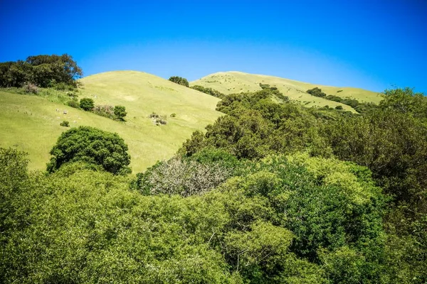 Verdi colline californiane e montagne in primavera — Foto Stock