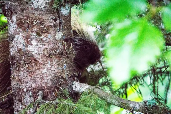 Istrice su un albero in juneau alaska — Foto Stock