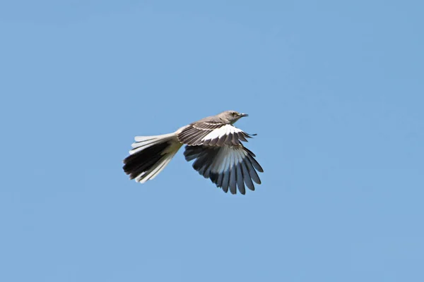 北部をあざける鳥 (Mimus polyglottos): 飛行 — ストック写真