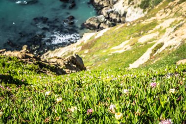 Point reyes Milli seashore Pasifik Okyanusu kıyısında