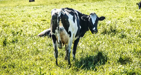 Cerah pagi pencahayaan padang rumput dengan sapi peternakan — Stok Foto