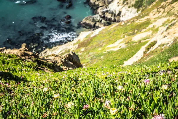 Point reyes Milli seashore Pasifik Okyanusu kıyısında