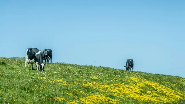 Soleado mañana iluminación pastos con vacas de granja —  Fotos de Stock