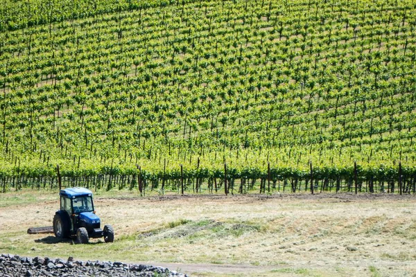 Sonoma en napa valley wijngaarden in Californië — Stockfoto